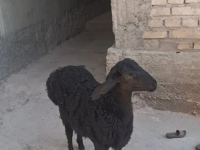Барача, Гиссар