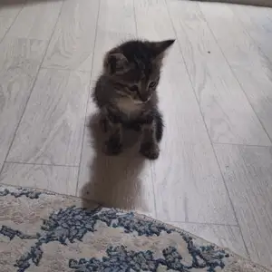 Отдам даром домашнюю кошку, Душанбе