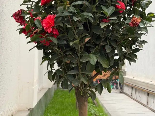 Камелия, Душанбе