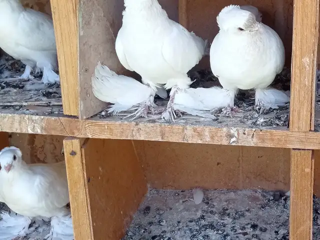 Кафтар, Деваштич (Ғончӣ)