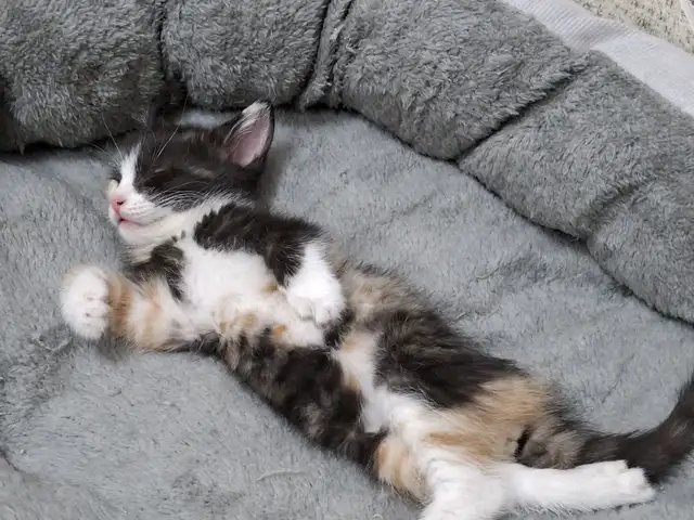 Котенок, Душанбе - 8