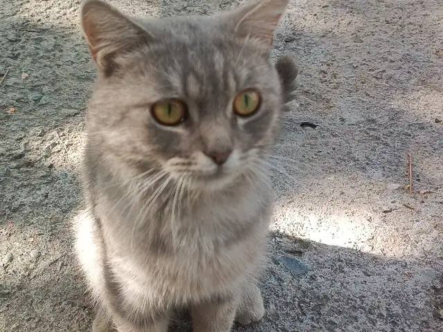 Шотландский кот, Душанбе