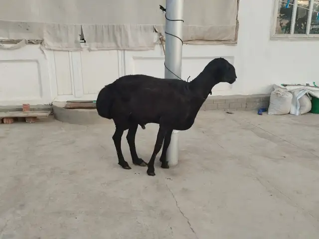 Гусфанд, Канибадам