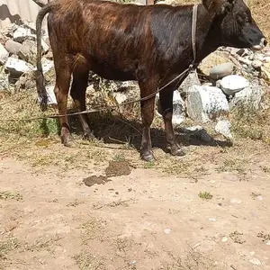 Гуночин, Рашт