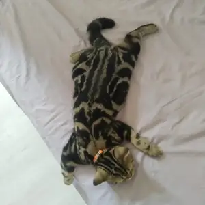 Кошка, Душанбе