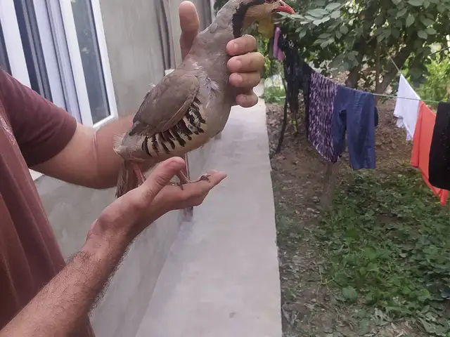 Кабк, Душанбе