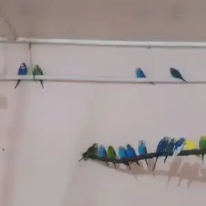 Попугай, Душанбе