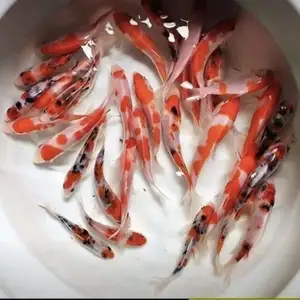 Рыбки для пруда, Худжанд