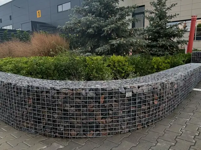 Ель, Душанбе