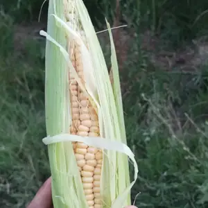 Чуворимакка, Гиссар