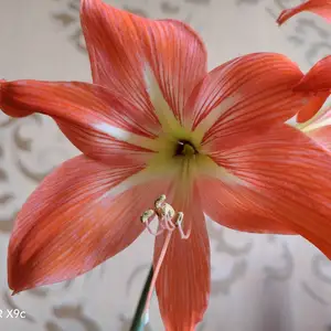 Цветок Амариллис розовый, Душанбе