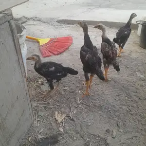 Дакан, Бободжон Гафуров