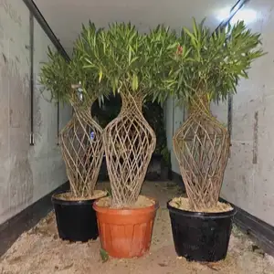 Аляндрахои бофтаги, Душанбе