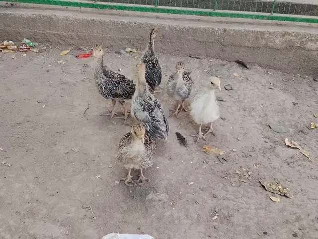 Индюк, Душанбе