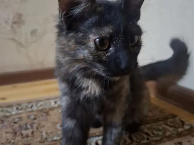 Кошка, Душанбе
