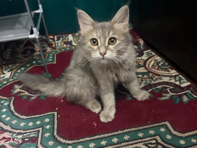 Кошечка, Душанбе