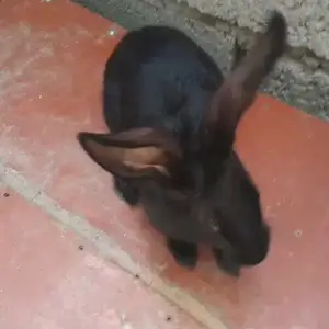 Харгуши стракач, Душанбе