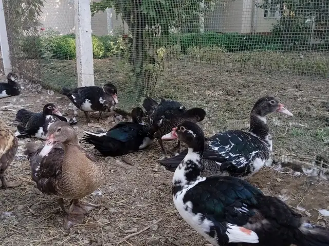 Индоутка, Джаббор Расулов