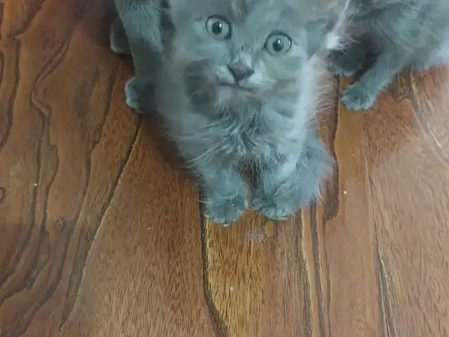 Шотландский кот, Душанбе