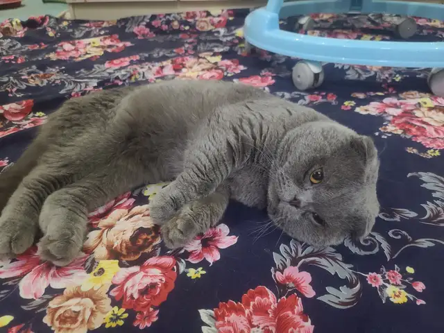 Шотландский кот, Худжанд