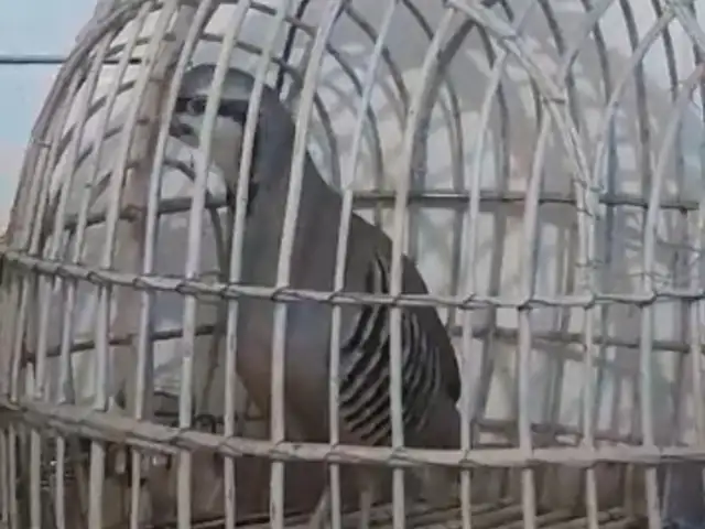Kабк, Душанбе