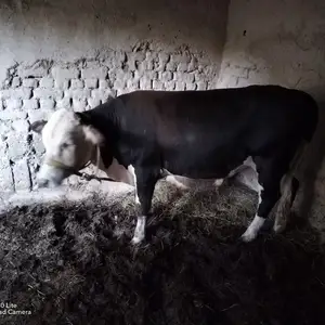 Бука, Пенджикент