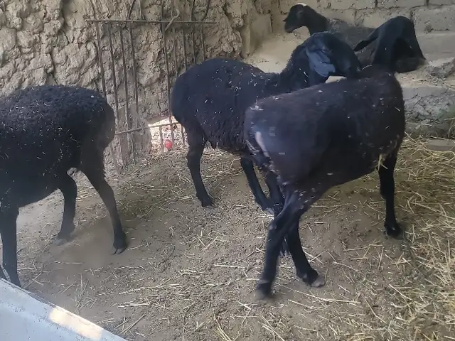 Гусфанд, Душанбе