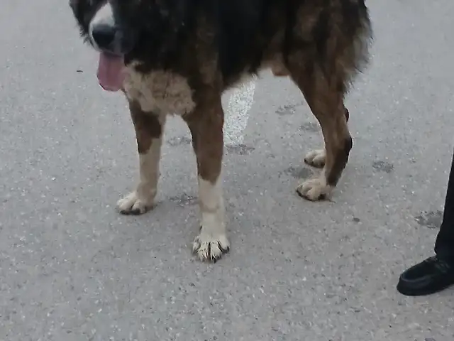 Собака алабай, Душанбе