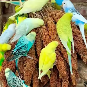 Попугай, Душанбе