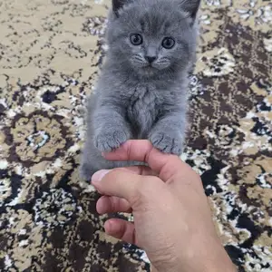 Котята, Худжанд