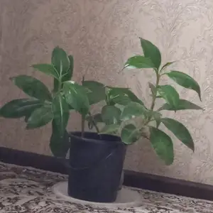 Гули хонаги, Душанбе