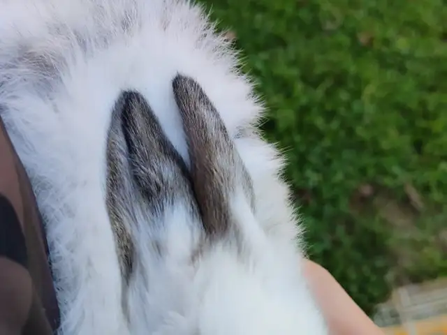 Заргушак, Душанбе