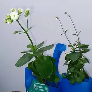 Каланхо, Душанбе