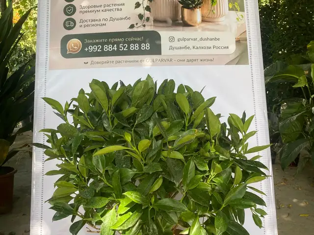 Каритца, Душанбе