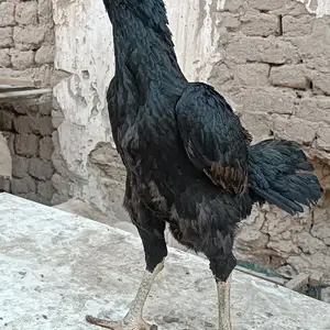 Дакан Чуча, Худжанд