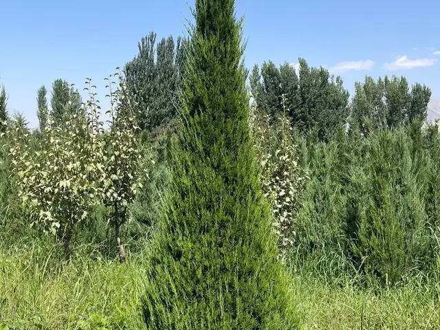Можжевельник, Душанбе