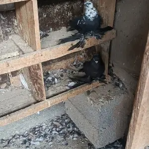 Кабутар, Ҷаббор Расулов