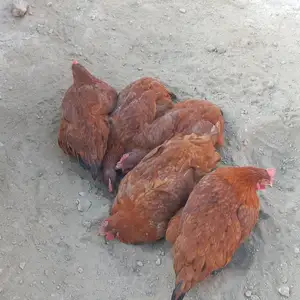 Мург, Худжанд