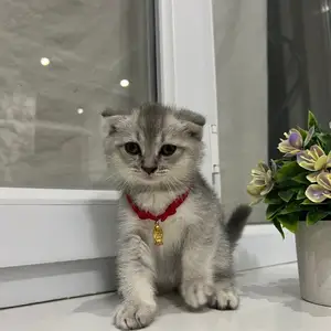 Шотландский Котенок, Худжанд