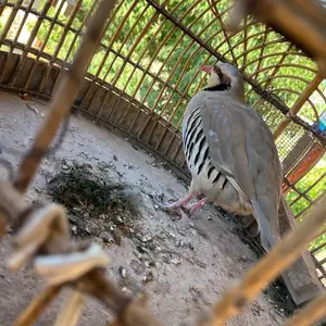 Кабк, Худжанд