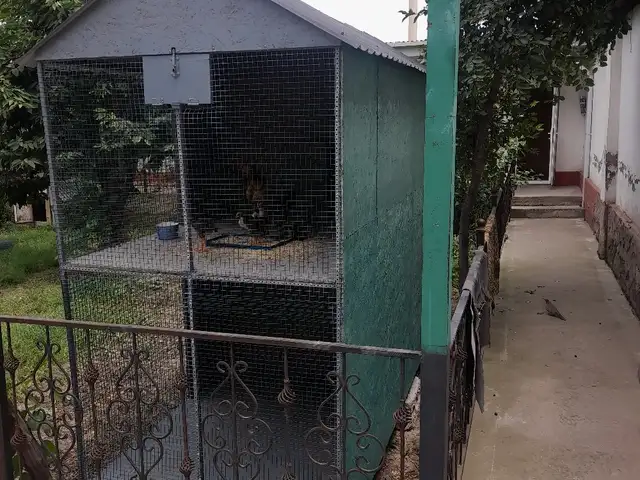 Клетка для голубей, Рӯдакӣ