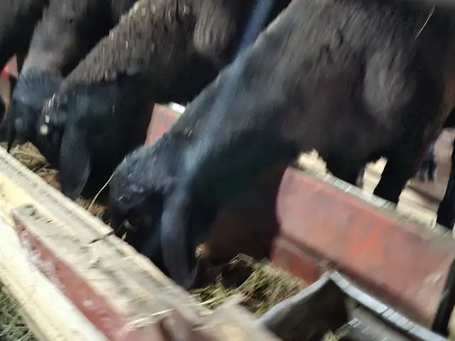 Гусфанд, Худжанд