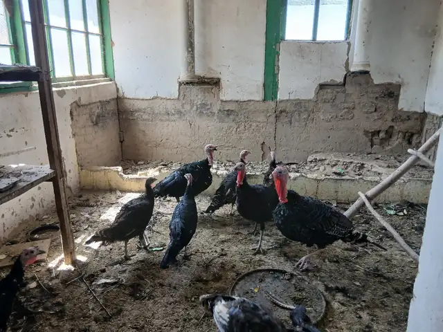 Индюк, Пенджикент