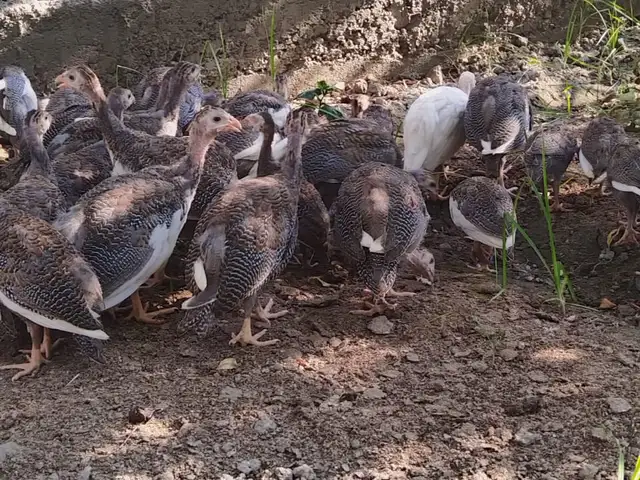 Цесарки, Худжанд