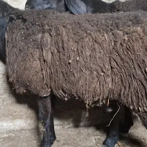 Кучкор, Худжанд