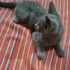 Шатланская кошка, Худжанд