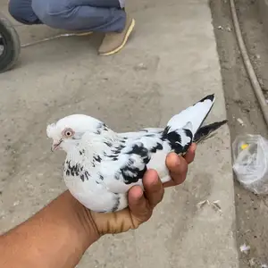 Кафтар, Душанбе
