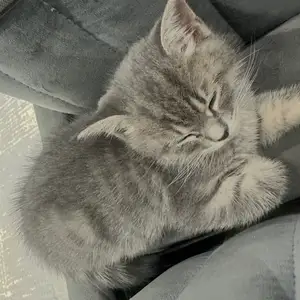 Кошка шотландская домашняя 4-месячная, Душанбе