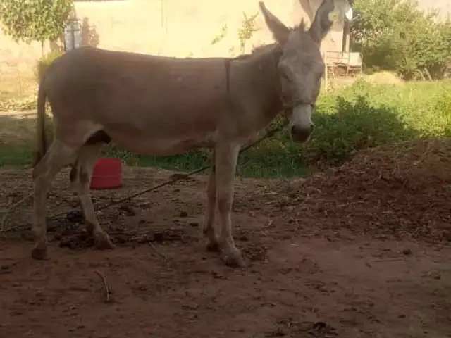Хар, Гиссар