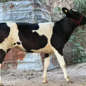 Гуночин голштейн, Душанбе